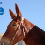 Texarkana open house