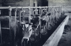 Milk cows inside dairy barn, 1941 photo
