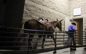 Rusty Hayes walks Molly Ann into Verizon