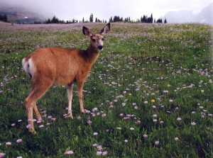 Tom Ulrich mule deer doe