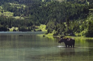 Tom Ulrich photo of moose