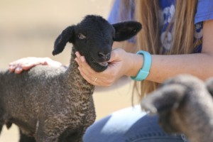 SAU Agri lambs 1